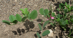 Indigofera schimperi