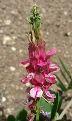 Indigofera schimperi