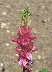 Indigofera schimperi