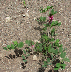 Indigofera schimperi