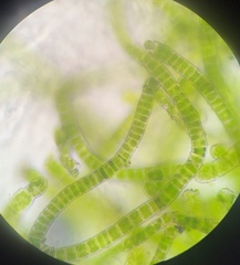 Ulothrix