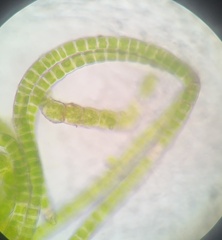 Ulothrix