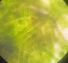 Ulothrix