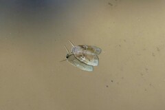 Schistophleps bipuncta