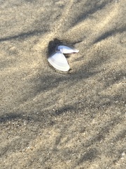 Tellinoidea