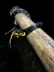 Boiga melanota