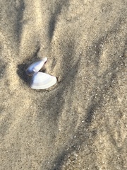 Tellinoidea