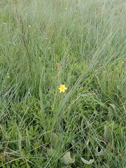 Hypoxis rigidula