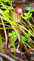 Arisarum