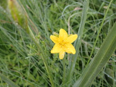 Hypoxis rigidula