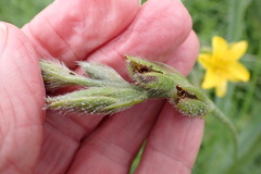 Hypoxis rigidula