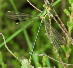 Lestes virens