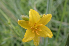 Hypoxis rigidula
