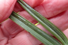 Hypoxis rigidula