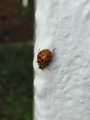 Harmonia axyridis