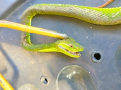 Trimeresurus popeiorum