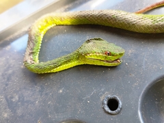 Trimeresurus popeiorum
