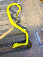 Trimeresurus popeiorum