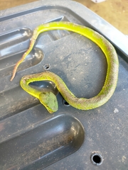 Trimeresurus popeiorum