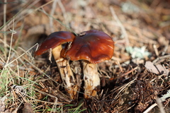 Cortinarius trivialis