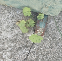 Geranium rotundifolium
