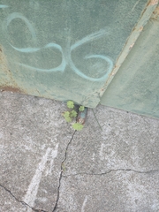 Geranium rotundifolium
