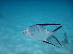Palometa photo 3
