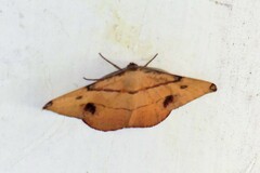 Hypochrosis flavifusata