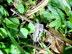 Scoparia indistinctalis