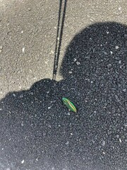 Chrysochroa fulgidissima