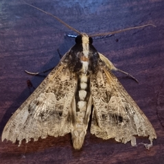 Sphingomorpha chlorea