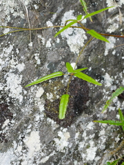 Rubus schmidelioides schmidelioides