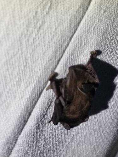 Gould's Wattled Bat