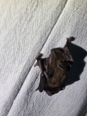 Chalinolobus gouldii