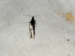 Aristotelia paradesma