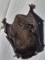 Chalinolobus gouldii