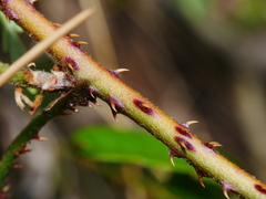Rubus schmidelioides schmidelioides