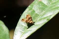 Choreutis amethystodes