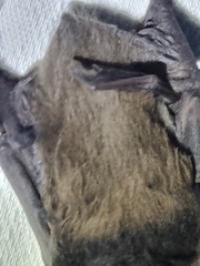 Chalinolobus gouldii