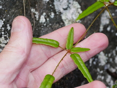 Rubus schmidelioides schmidelioides