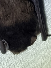 Chalinolobus gouldii