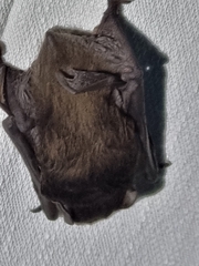 Chalinolobus gouldii