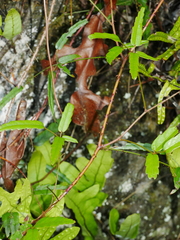 Rubus schmidelioides schmidelioides