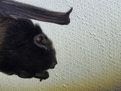 Chalinolobus gouldii