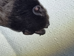 Chalinolobus gouldii