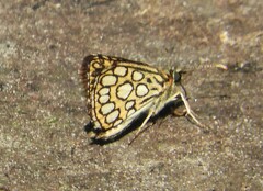 Heteropterus morpheus