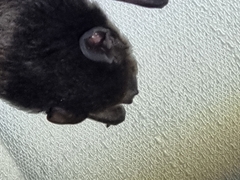 Chalinolobus gouldii