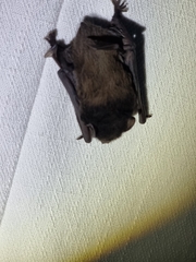 Chalinolobus gouldii