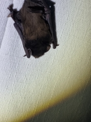 Chalinolobus gouldii