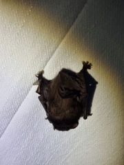 Chalinolobus gouldii